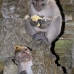 monkey_macaque_balinese_mf_ubud_v_0990_bal4706.jpg